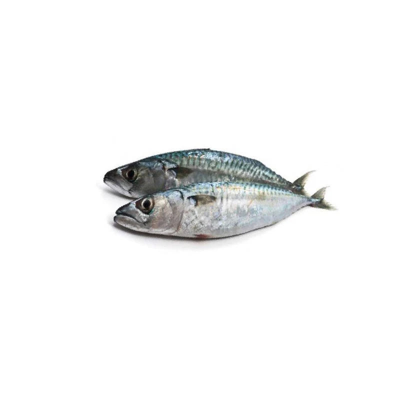 Carapau 20+ Namsov kg