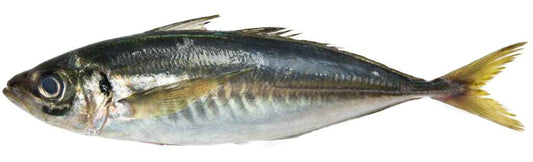 Carapau 35+ Norebo kg
